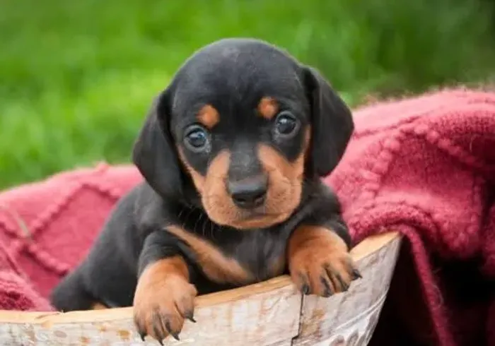 Basset Mini Filhotes Dachshund Vacinados e vermifugados. 