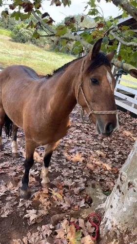 Vende se cavalo crioulo 