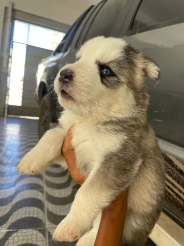 Cachorro husky siberiano