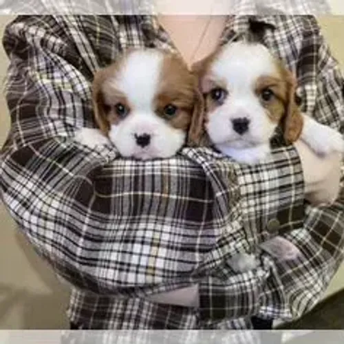 Cavalier King Charles Spaniel,Cavalier King Charles Spaniel Filhote Saudável Excelente Com