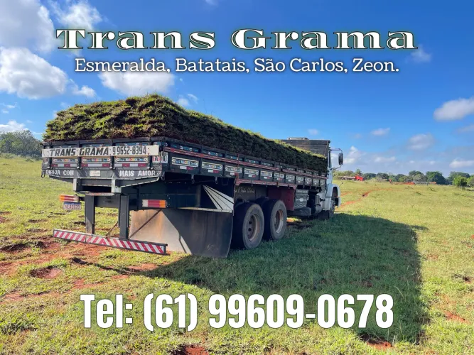 Grama Batatais - Direto do Produtor 