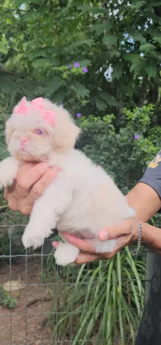 Shih-tzu fêmea exótica RARIDADE