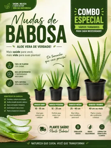 Babosa mudas de vários tamanhos 