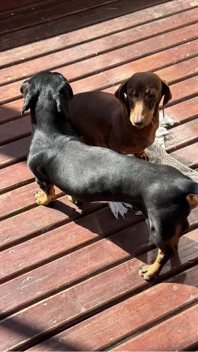 Filhotes de salsicha puro