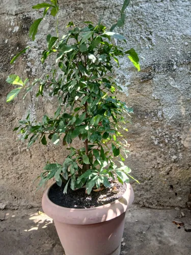 Fruta dos milagres produzindo 