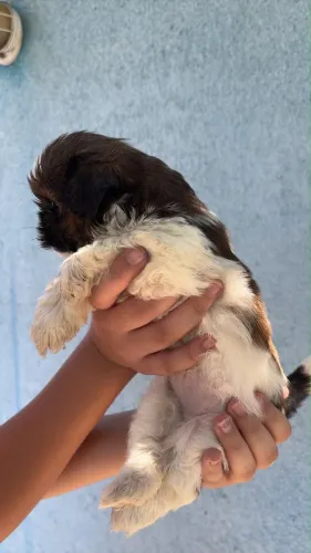 Shih Tzu machos