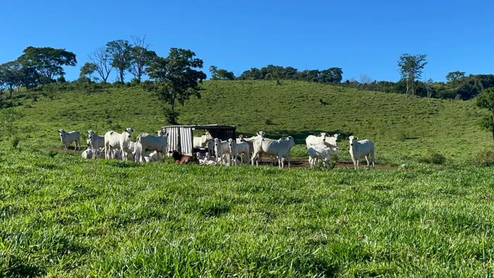 Fazenda de 14 alq em Neropolis-GO