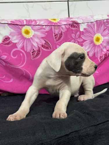 Vendo FILHOTES DE DOGO ARGENTINO 