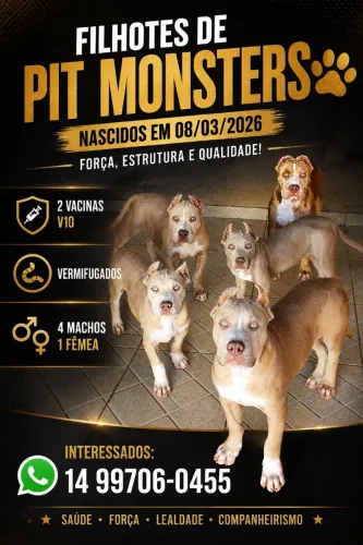 FILHOTES PIT MONSTER À VENDA.