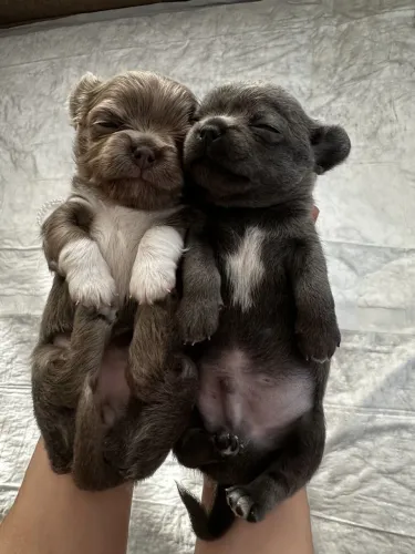 Chihuahua