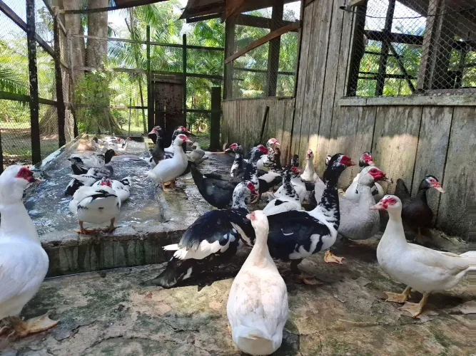 Patos e patas