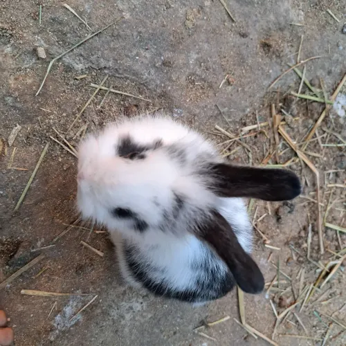 Vende-se coelhos filhotes de 1 mês 