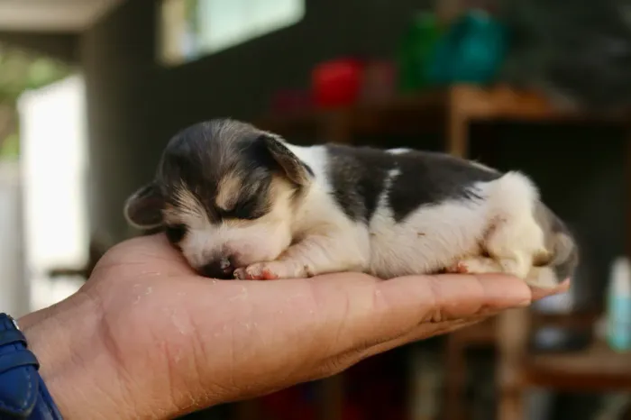 BEAGLE PARCELAMOS 