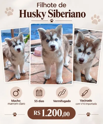 Filhotes de husky siberiano