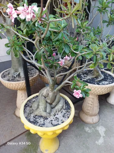 Rosa do Deserto