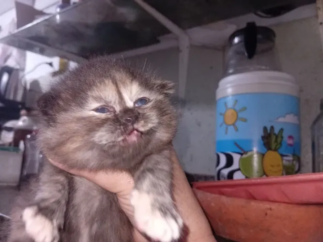 Filhote gato persa