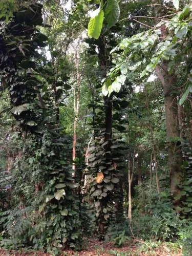 terreno - Jardim Santana - Campinas