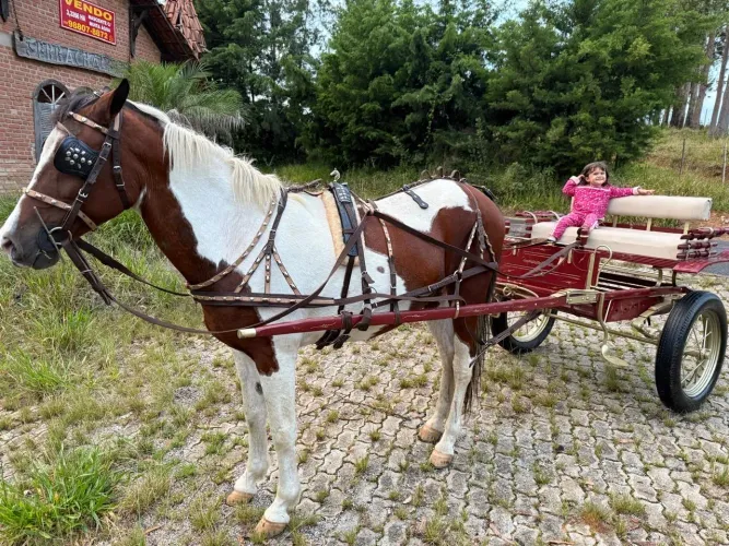Cavalo de charrete