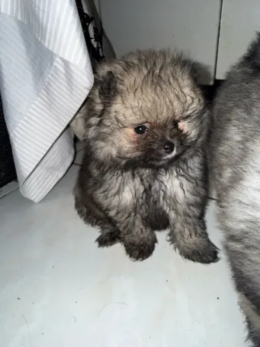 Lulu da Pomerania ursinho anão 
