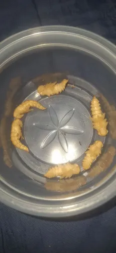 Pupa de tenébrio gigante 
