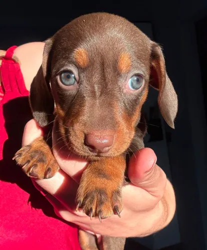 FILHOTE FÊMEA DACHSHUND (SALSICHINHA) !!!