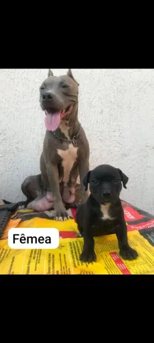 VENDE SE PITTBULL STAFFORDSHIRE