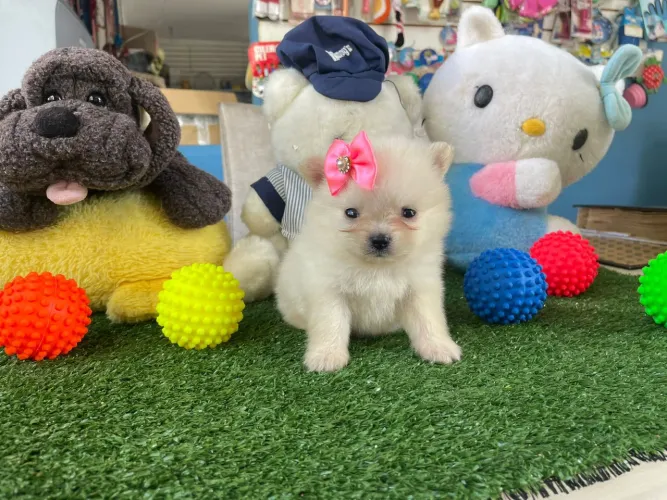 Spitz alemão fêmea anã a pronta entrega
