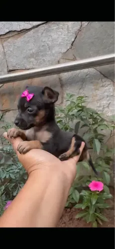 Fêmea pinscher 0