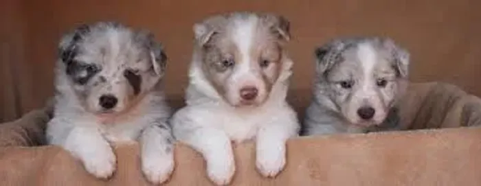 O border collie aprende rápido.