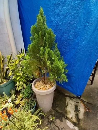 Planta tuía, árvore de natal
