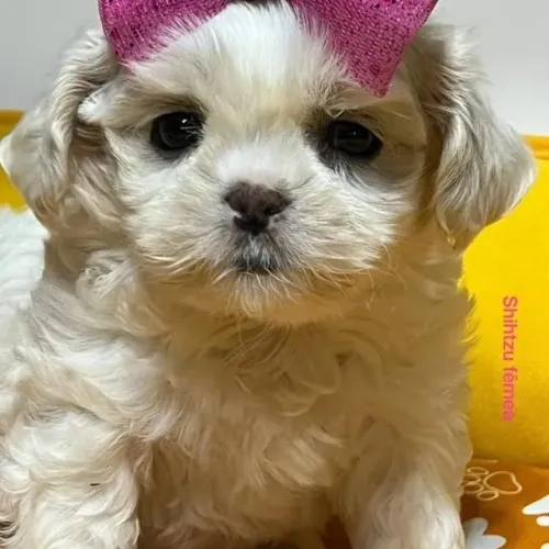 Lindos Filhotes de Shih Tzu para Novo Lar