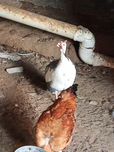 Venda de galinha da Angola(saquê) Léia todo o anúncio.