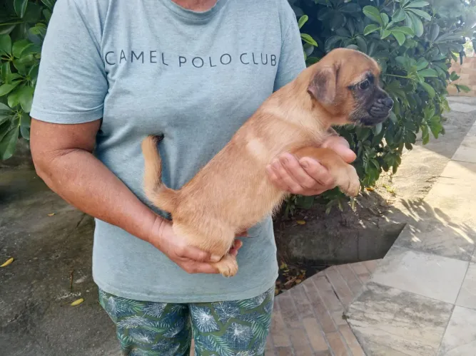 Filhote de Pug com yorkshire