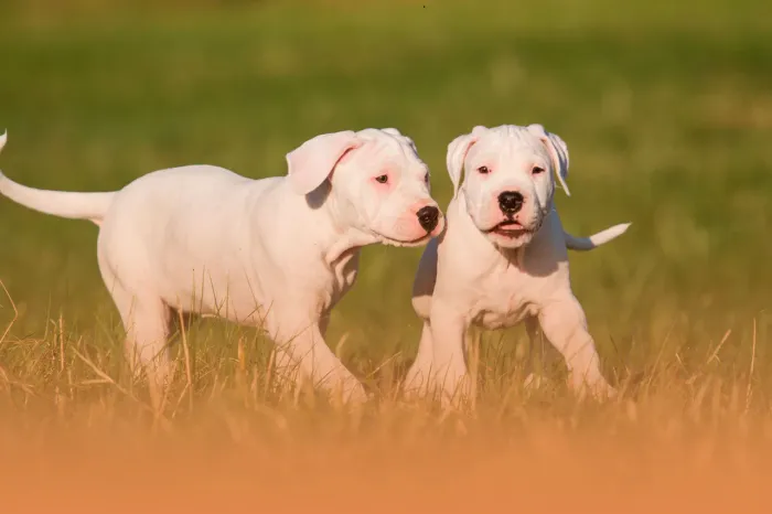 Dogo argentino puro apenas 2 filhotes 