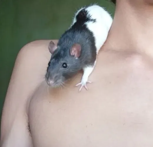 Rato Twister