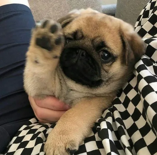 Pug Uma surpresa que vai deixar qualquer criança encantada