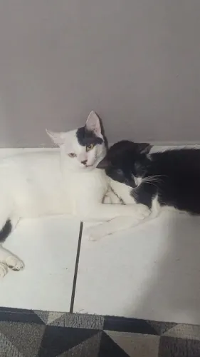 Doa-se gatinhos