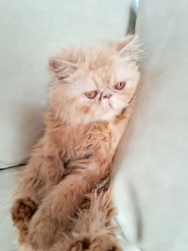 Gatinho persa 