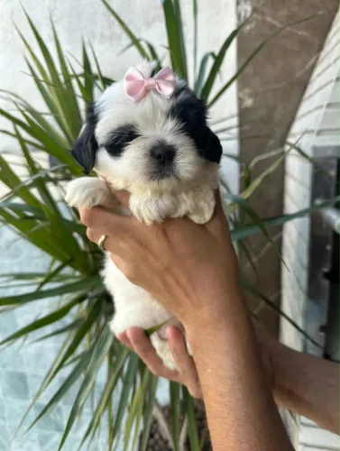 Vendo lindos filhote de Shih-tzu (Macho e Fêmea)