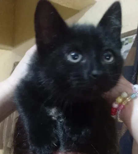 Gato pra doação 