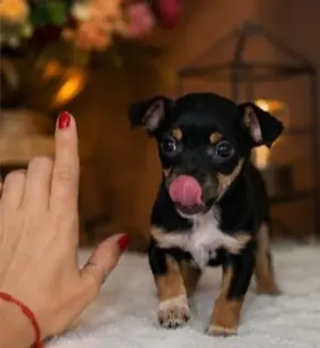 Oferta especial do dia dos pais o último casal de pinscher miniatura esperando por você!