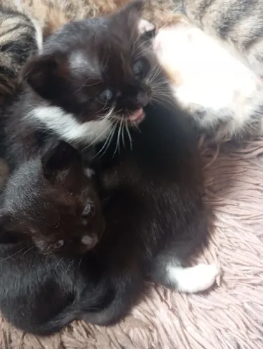 Gatinho frajolinha 
