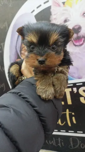 Machinho de yorkshire micro temos loja física pra visitação