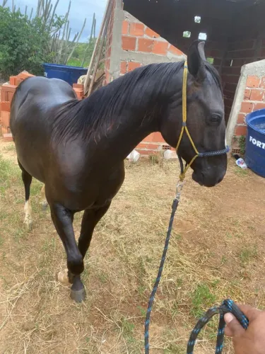 Cavalo a venda ou troca