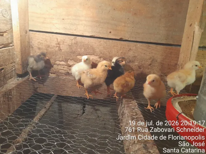 Vendo pintinhos 12 cada 10 por 100