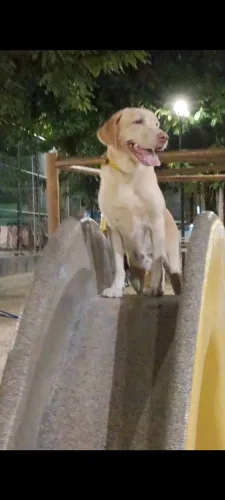 Adoção dois cães da raça labrador puros, macho e fêmea