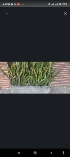 2 JARROS RETANGULARES + 2 JARROS REDONDOS COM PLANTAS
