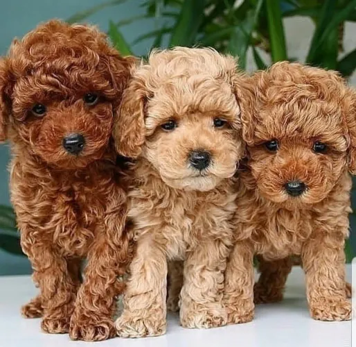 Poodle machinho ou fêmea temos aqui