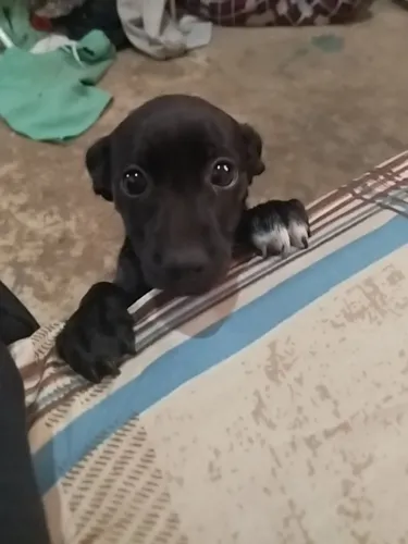 Pinscher