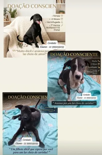 Adoção!! 3 cachorros filhotes disponíveis
